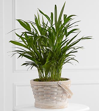 The Deeply Adored&amp;trade; Palm Planter